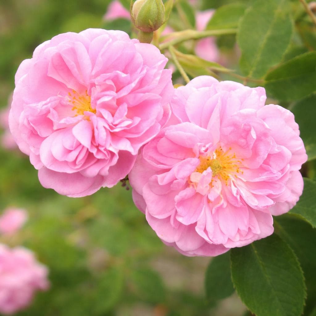 Turkish Rose Absolute – Signature 2025 Harvest | Rosa damascena from Isparta | Natural Damask Rose Oil
