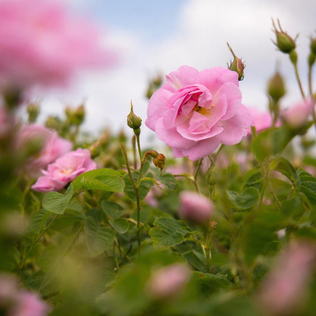 Turkish Rose Absolute – Signature 2025 Harvest | Rosa damascena from Isparta | Natural Damask Rose Oil