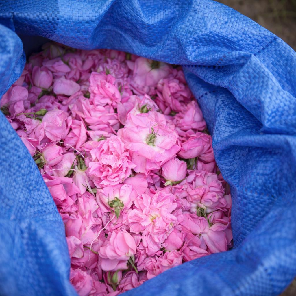Turkish Rose Absolute – Signature 2025 Harvest | Rosa damascena from Isparta | Natural Damask Rose Oil